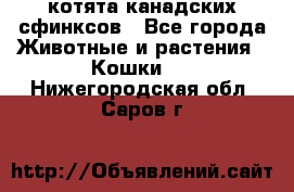 котята канадских сфинксов - Все города Животные и растения » Кошки   . Нижегородская обл.,Саров г.